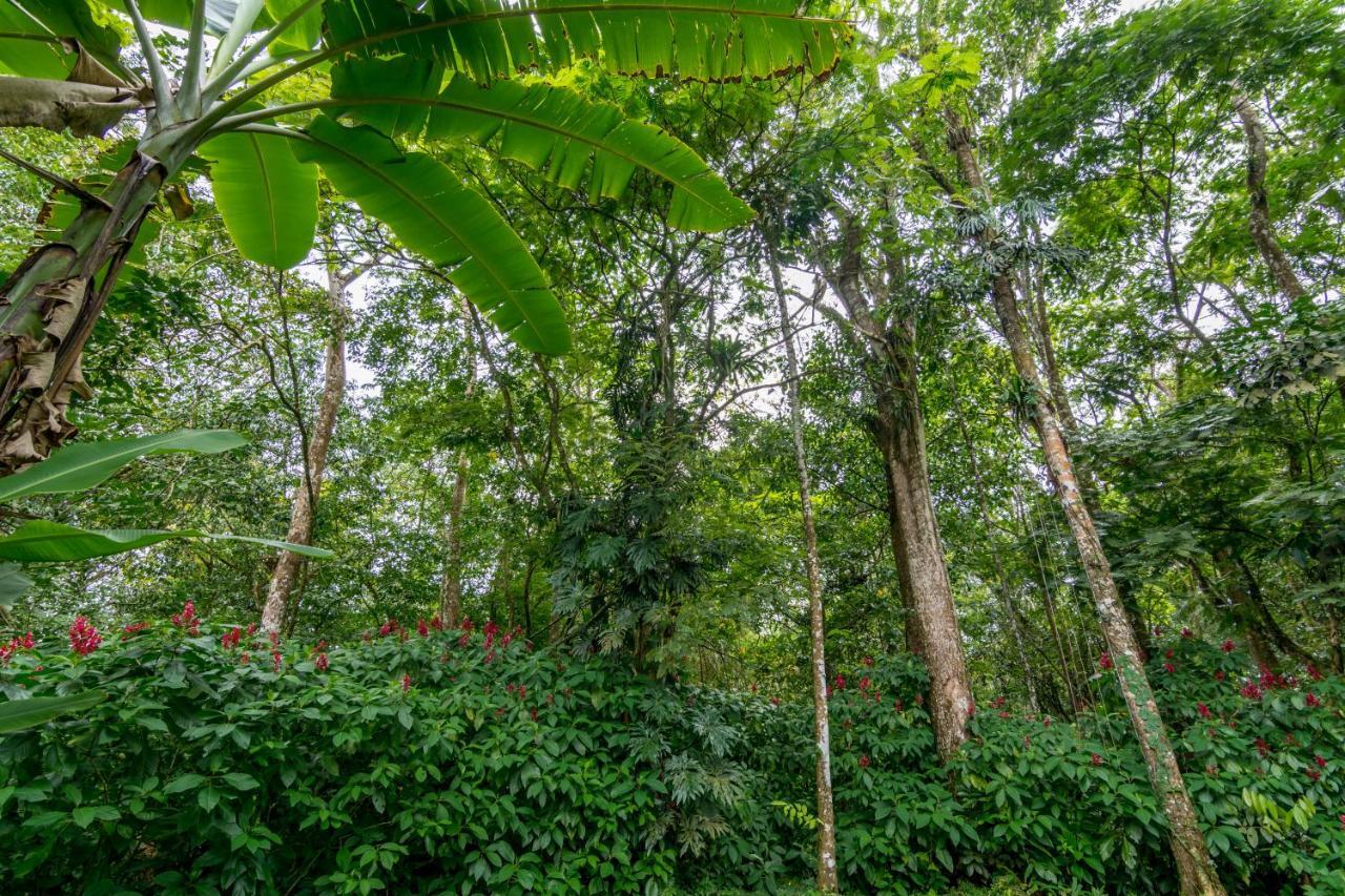 Ara Ambigua Lodge Sarapiquí Екстериор снимка